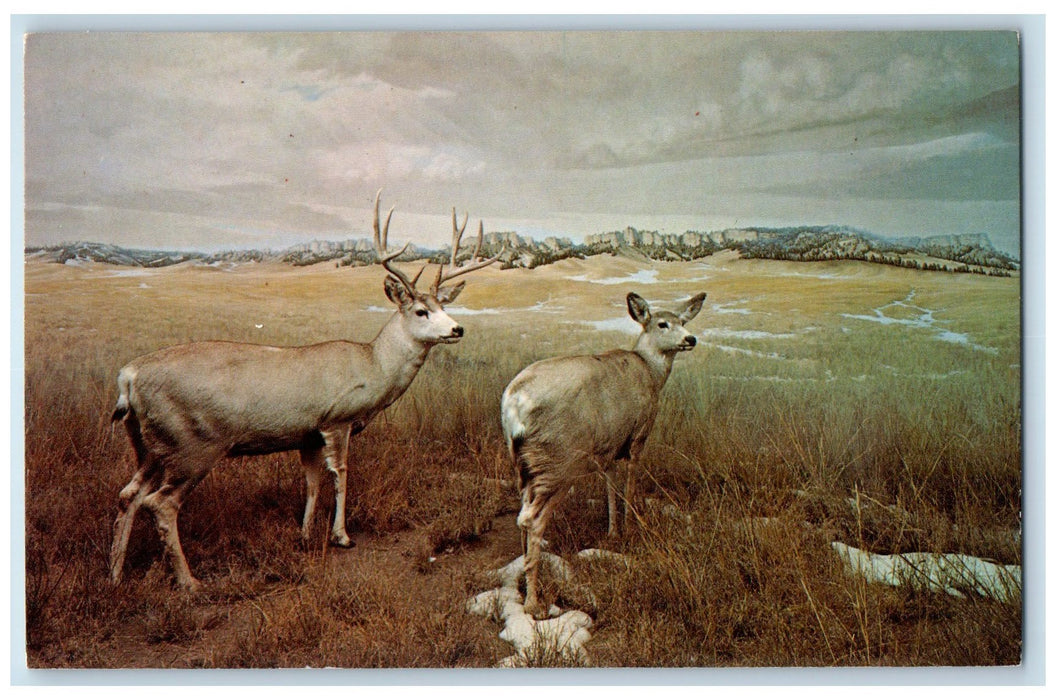 c1950's Mule Deer University Of Nebraska State Of Museum Lincoln NE Postcard