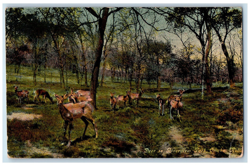 1910 Deer In Riverview Park Group Of Wild Animals Omaha Nebraska NE Postcard