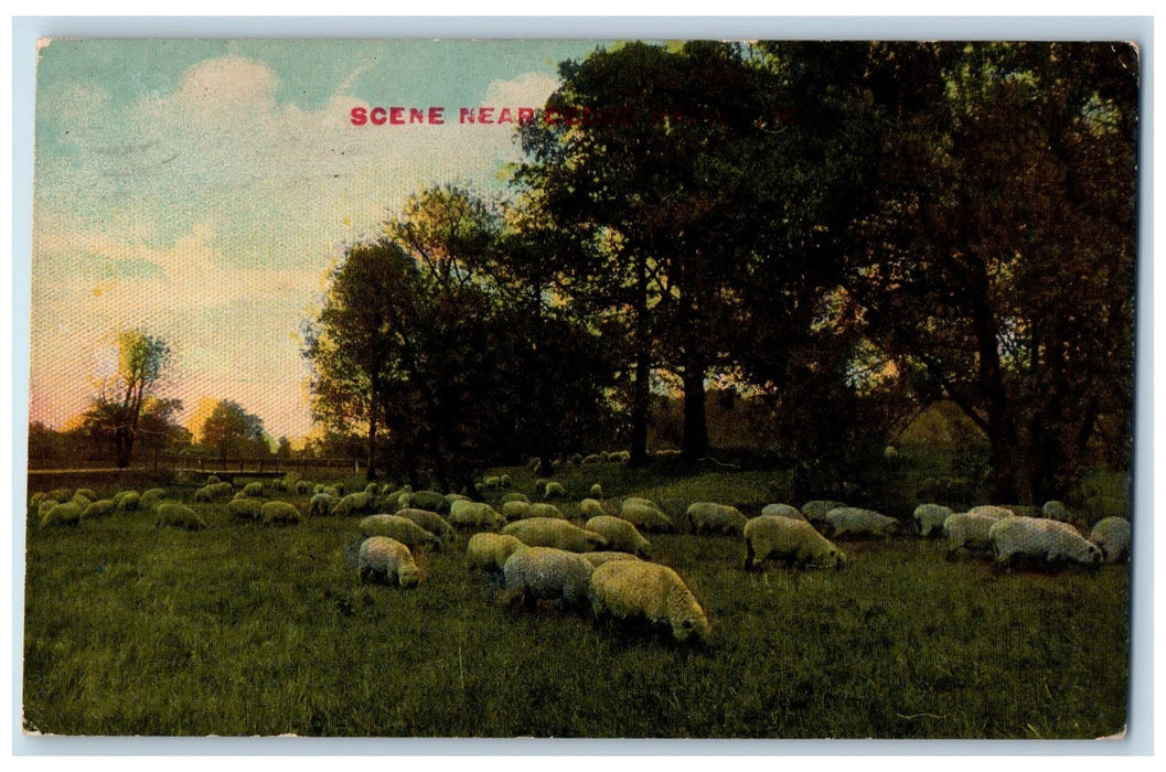 1913 Scene Near Cedar Group Of Sheep Animals Farm Cedar Rapids Iowa IA Postcard