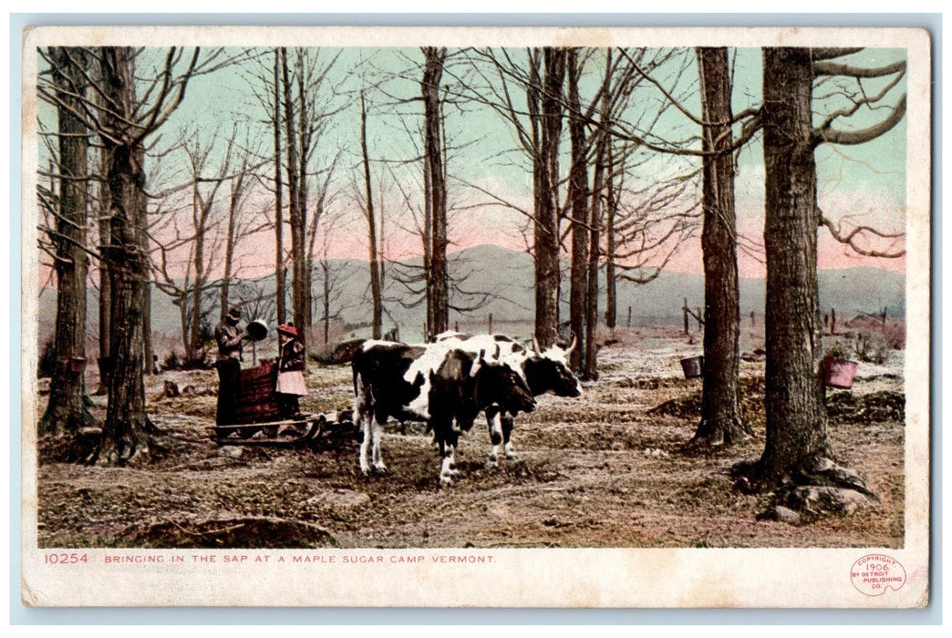 c1905 Bringing In The Sap At Maple Sugar Camp Wagon Cow Kid Vermont VT Postcard