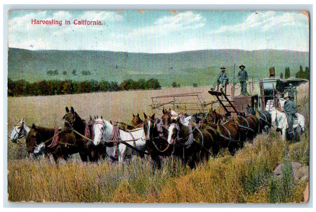 1909 Harvesting In California Rice Fields Riding Horses Pulling View CA Postcard