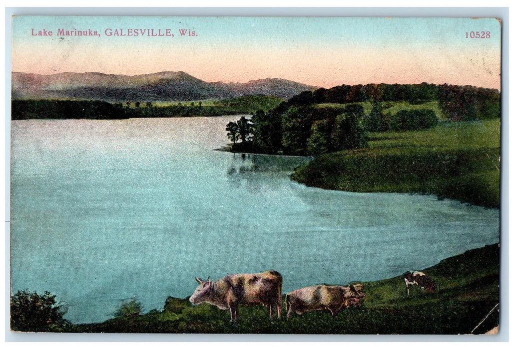 1909 Lake Marinuka Cows Scene Galesville Wisconsin WI Posted Vintage Postcard