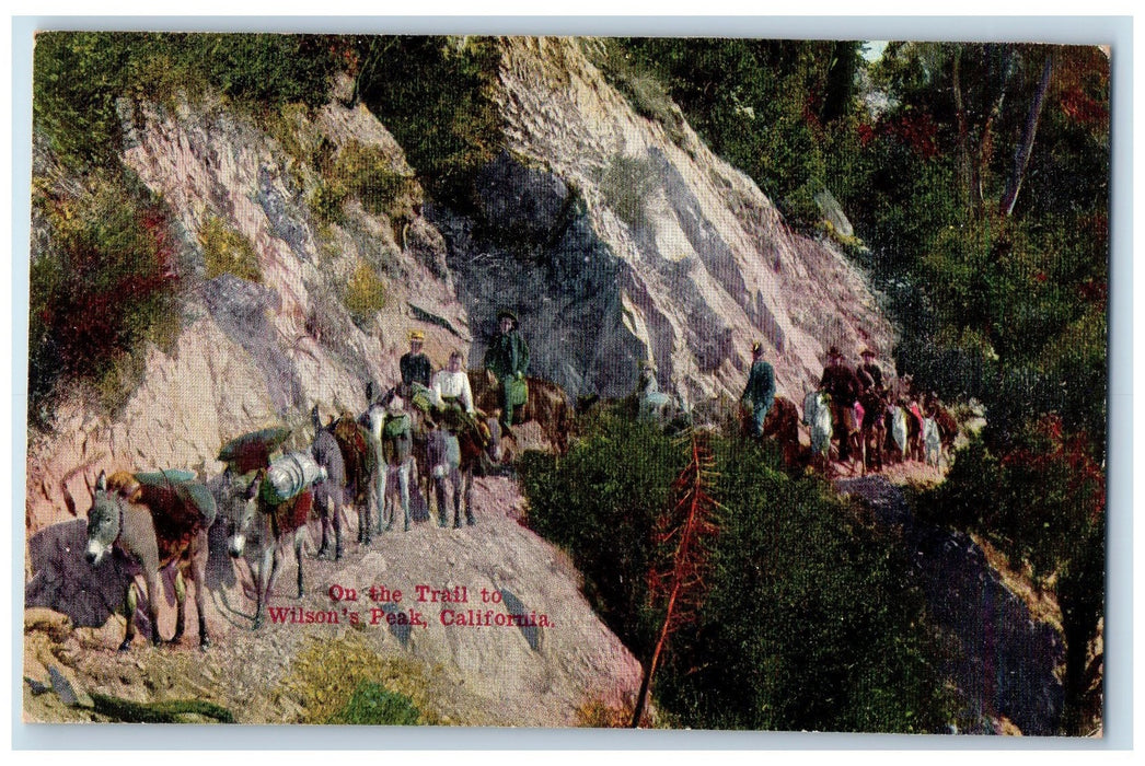 c1950's On The Trail To Wilson's Peak Riding Horses Mules California CA Postcard