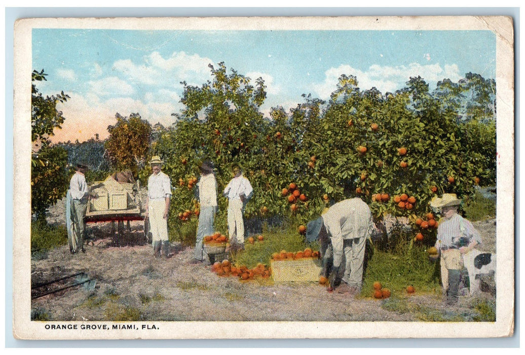 1919 Orange Grove Farm Harvesting By Box Workers Wagon Miami Florida FL Postcard