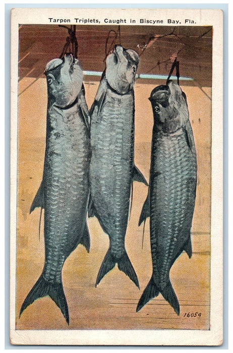 1924 Tarpon Triplets Caught Fishing On Hook In Biscayne Bay Florida FL Postcard