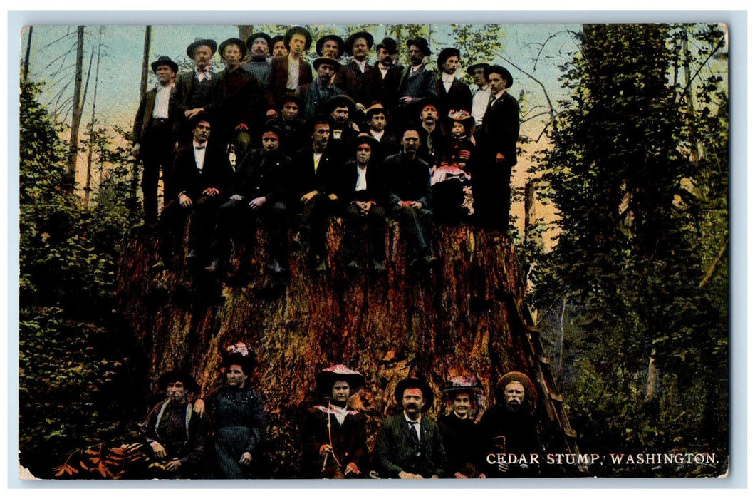 c1910's Cedar Stump Big Log People Logging Occupational Washington WA Postcard