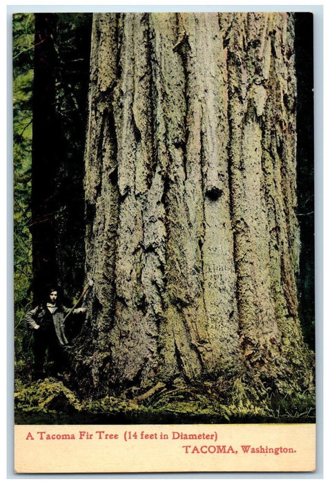 c1920's A Tacoma Fir Tree 14ft Diameter Logger Tacoma Washington WA Postcard