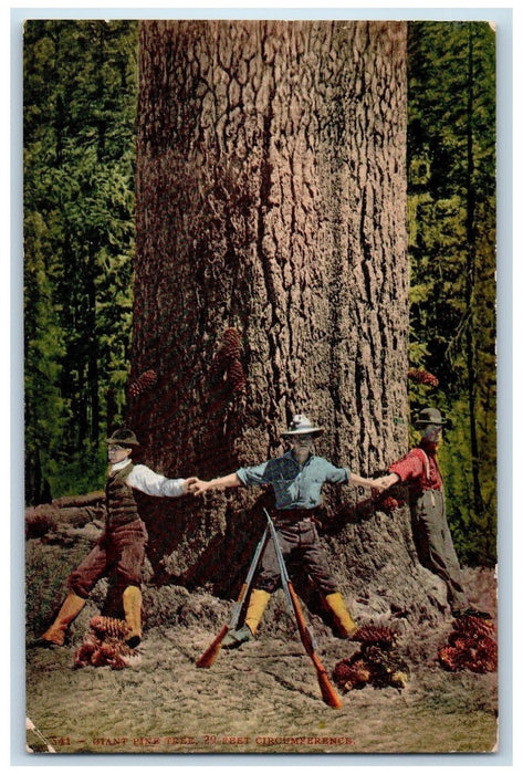 c1950's Giant Pine Tree 29ft Circumference Measuring View Washington WA Postcard