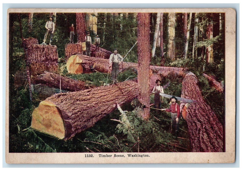 c1920's Timber Scene Cutting Big Trees Lumber Loggers Washington WA Postcard