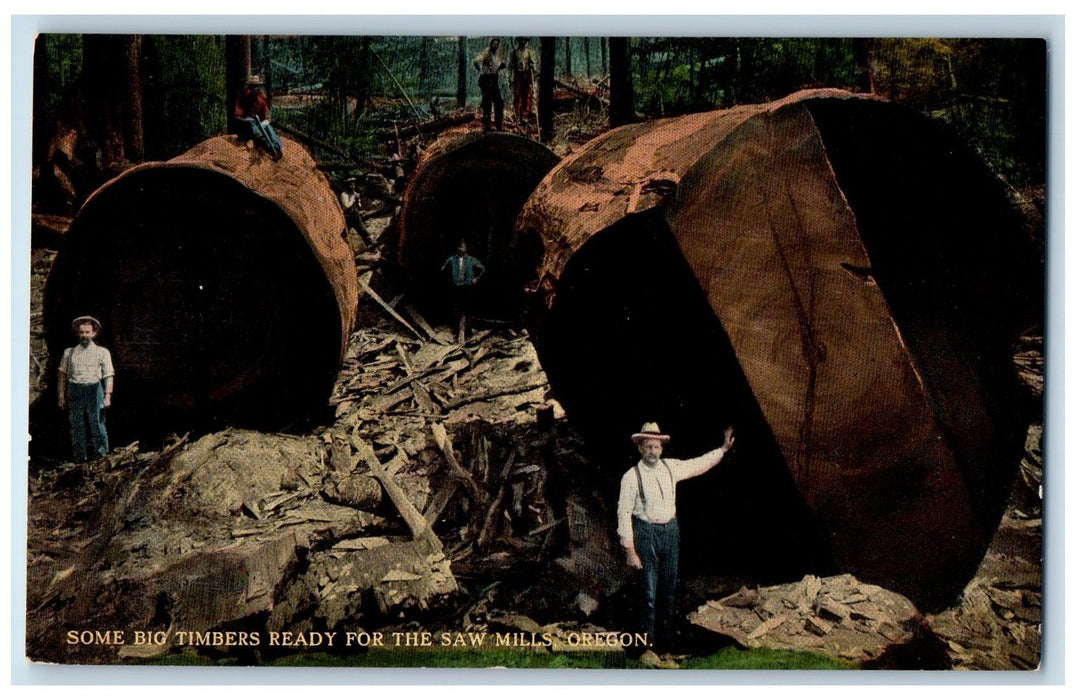 c1950 Big Timbers Ready For The Saw Mills Loggers Lumber Wood Oregon OR Postcard