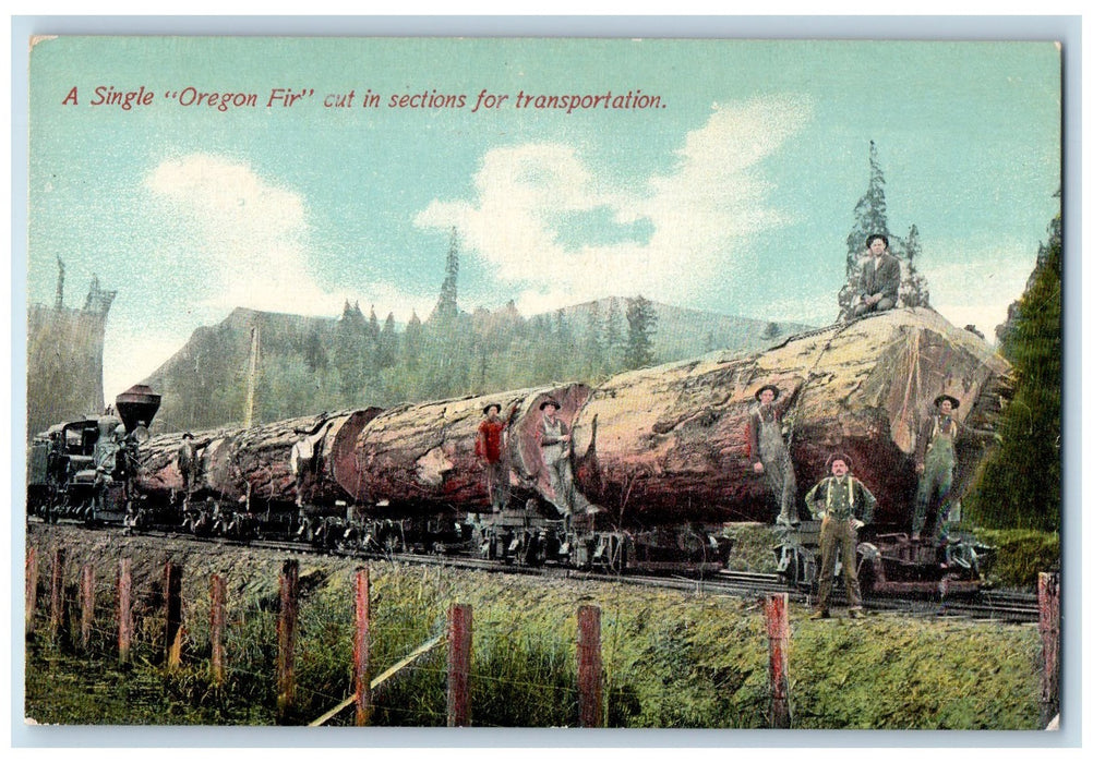 c1950 Single Oregon Fir Cut In Section For Transportation Oregon OR Postcard