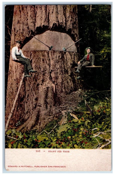 c1905 Giant Fir Tree Loggers Cutting Tree Lumberjacks Washington WA Postcard