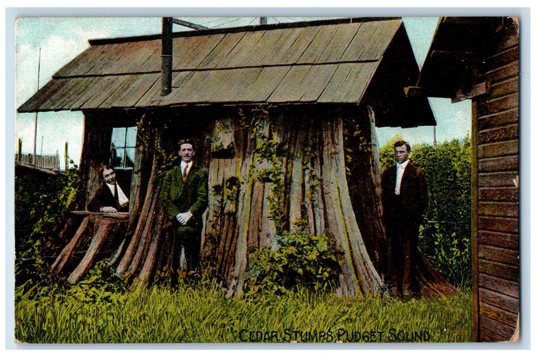 1909 Cedar Stumps Puget Sound House Tree Three Gentle Men Washington WA Postcard