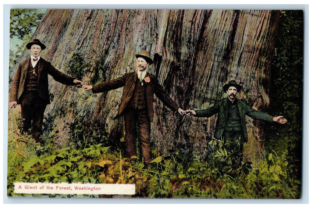 c1950's A Giant Of The Forest Tourist Three Men Measures Washington WA Postcard