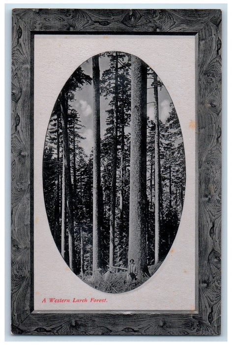 c1950's A Western Larch Forest Oval Style Tourist Pose Washington WA Postcard