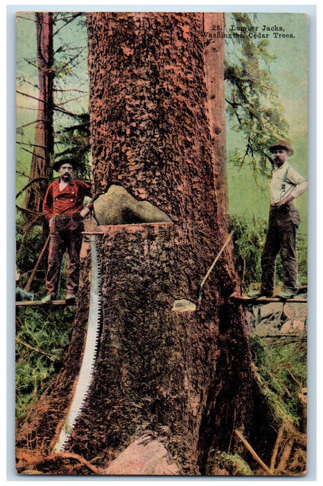 c1950's Lumber Jacks Cedar Trees Two Men Loggers Saw View Washington WA Postcard