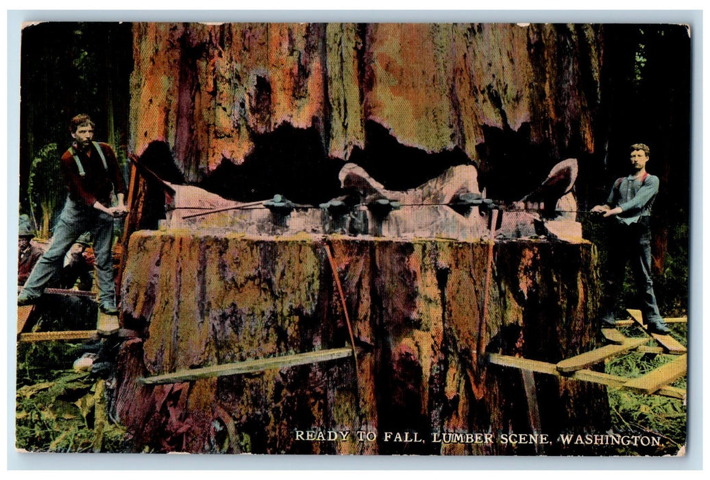 c1910's Ready To Fall Lumber Scene Huge Tree Saw Loggers Washington WA Postcard