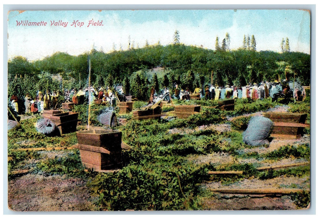 1909 Willemette Valley Hop Field Scene Portland Oregon OR Posted Trees Postcard