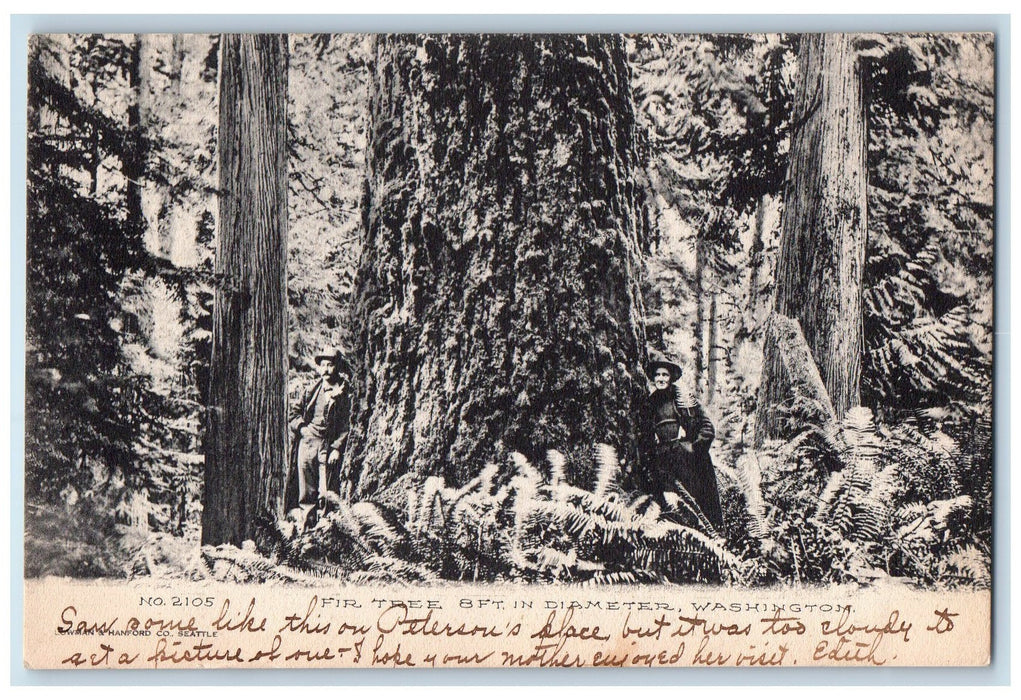 c1950's Fir Tree 8ft In Diameter Tourists Pose On Tree Washington WA Postcard