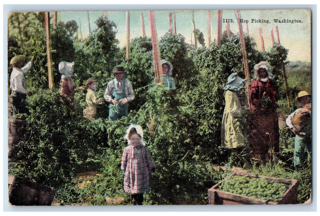 1909 Hop Picking Kids Adults Boxed Harvesting Plantation Washington WA Postcard