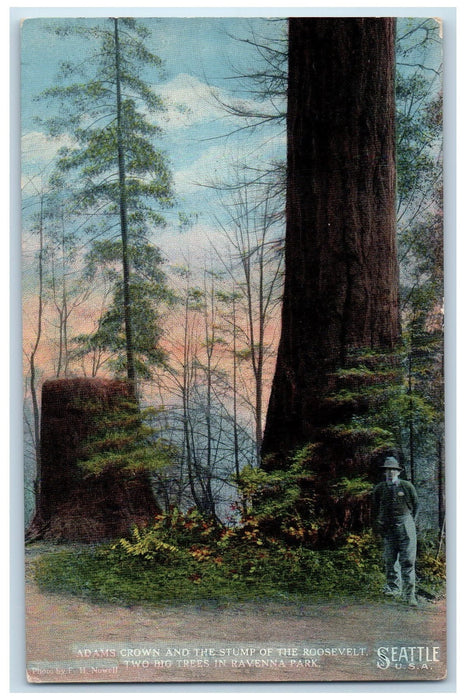 c1910 Adams Crown Stump Of Roosevelt Ravenna Park Seattle Washington WA Postcard