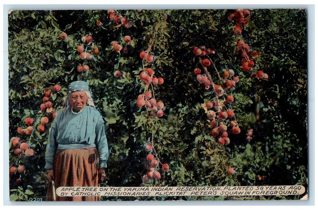 1913 Native American Indian Apple Tree On Yakima Old Woman Harvest WA Postcard