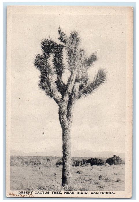 c1940s Desert Cactus Tree Scene Near Indio California CA Unposted Bush Postcard