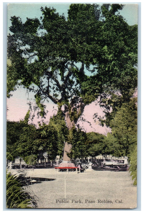 c1960's Public Park Big Tree Scene Paso Robles California CA Unposted Postcard