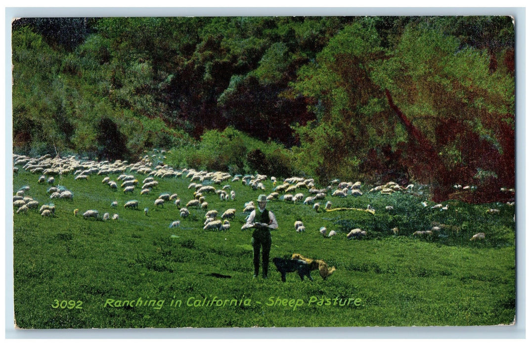 1909 Ranching In California Sheep Pasture San Jose California CA Posted Postcard
