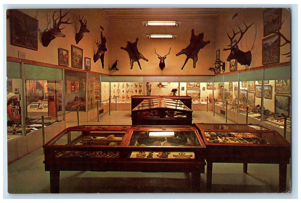 c1950's Partial View Natural History Hall Plants Animals Vernal Utah Postcard