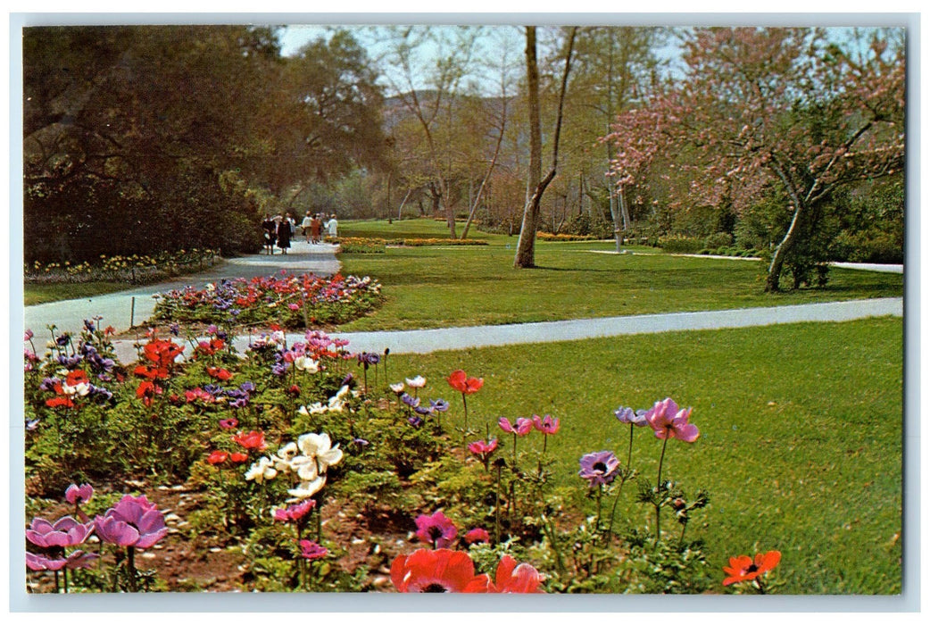 c1950's Descanso Gardens Drifts Anemone Flowers La Canada California CA Postcard