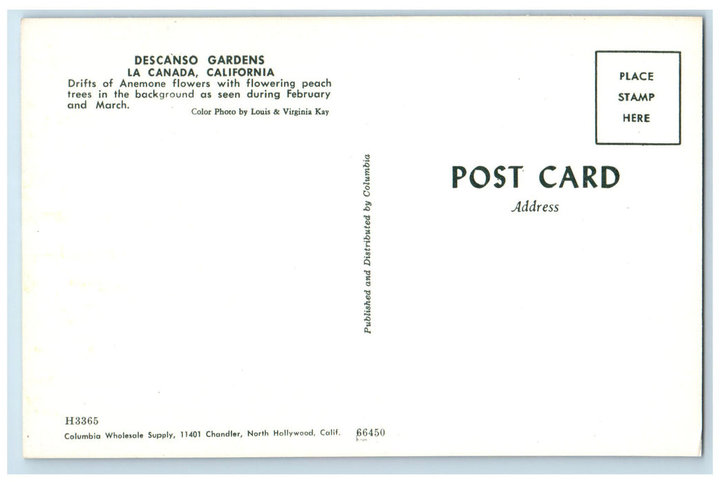 c1950's Descanso Gardens Drifts Anemone Flowers La Canada California CA Postcard