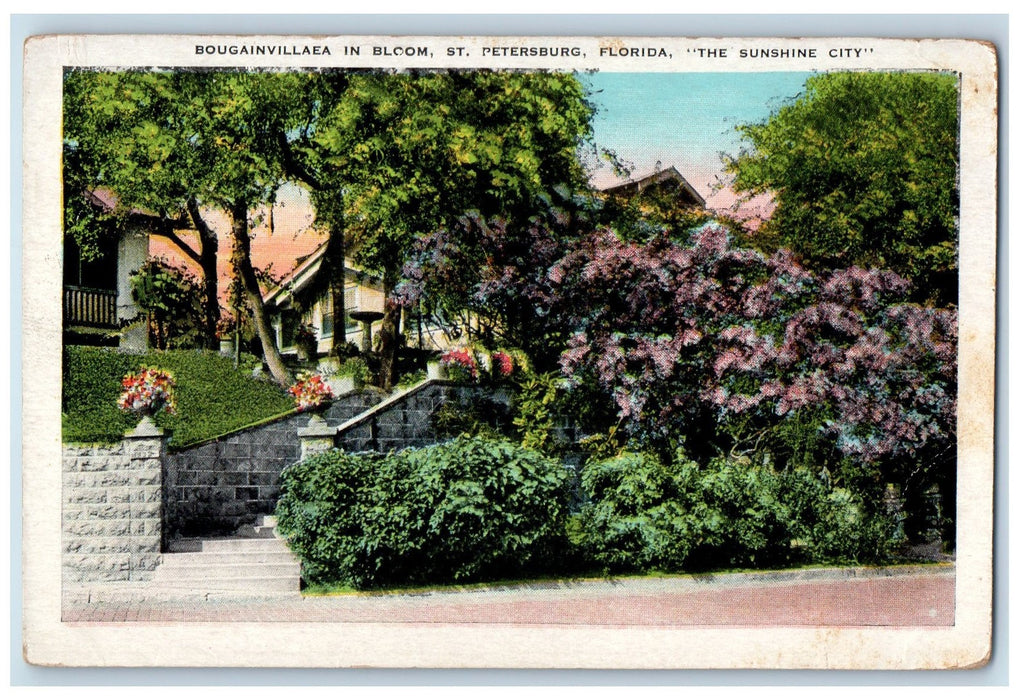 c1940s Bougainvillaea Scene In Bloom St. Petersburg Florida FL Unposted Postcard