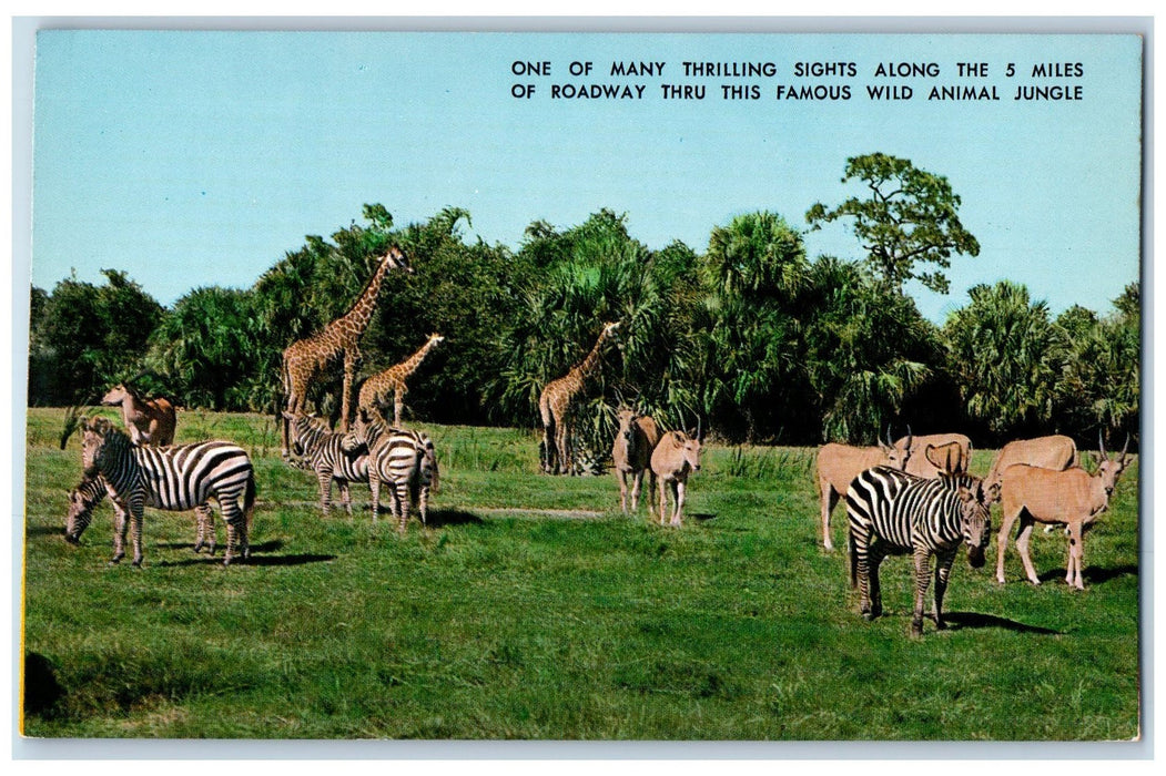c1960s Florida's Fabulous Uncaged Zoo Boca Raton Florida FL Unposted Postcard