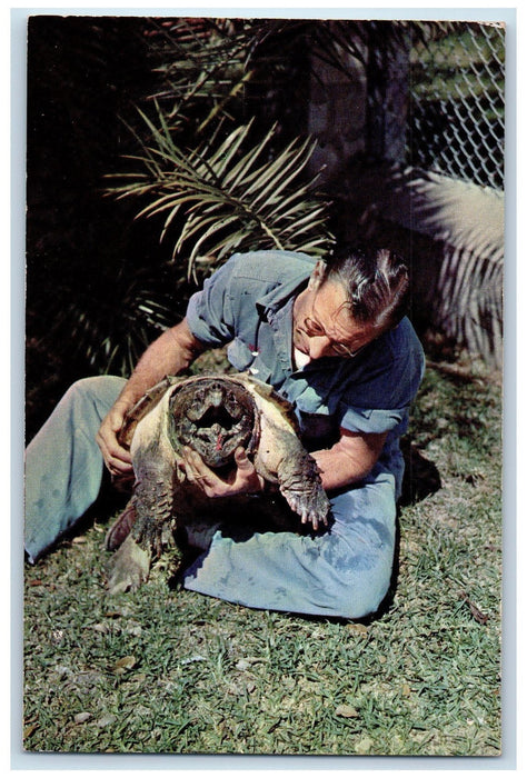 c1960s Alligator Gardens Alligator Snapping Turtle San Antonio Texas TX Postcard