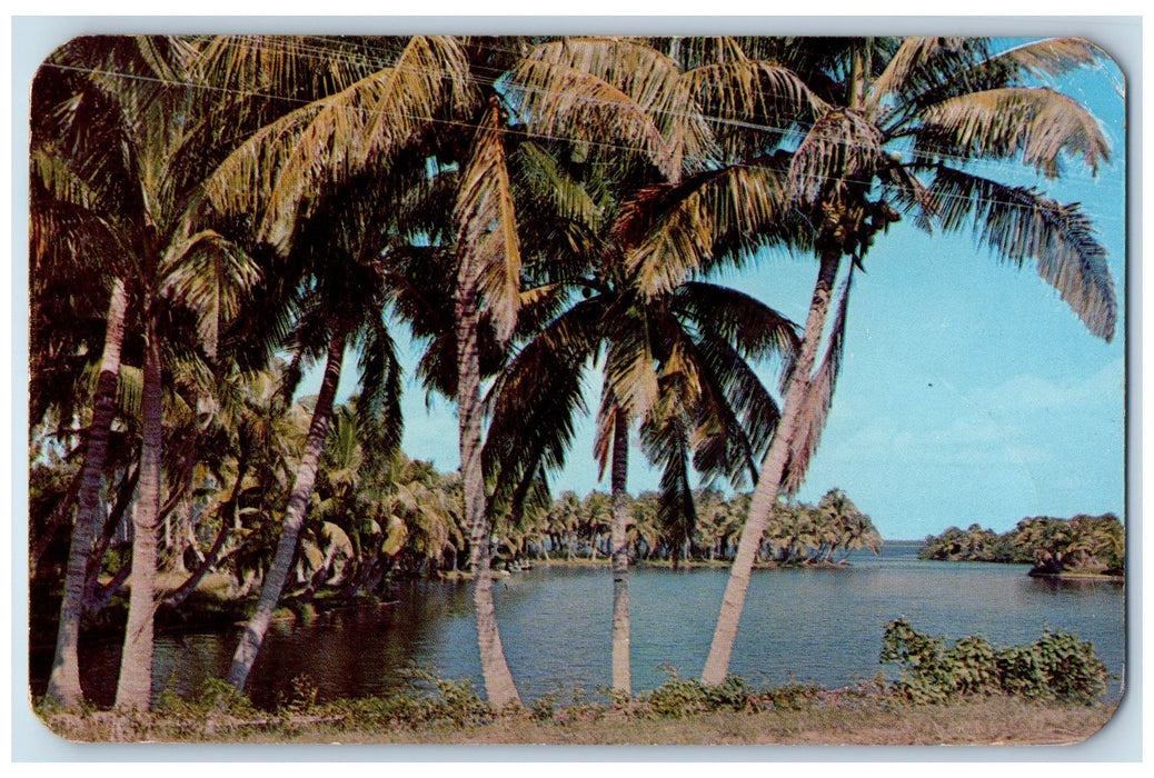 1950 Beautiful Whiskey Creek Trees Scene Fort Myers Florida FL Posted Postcard