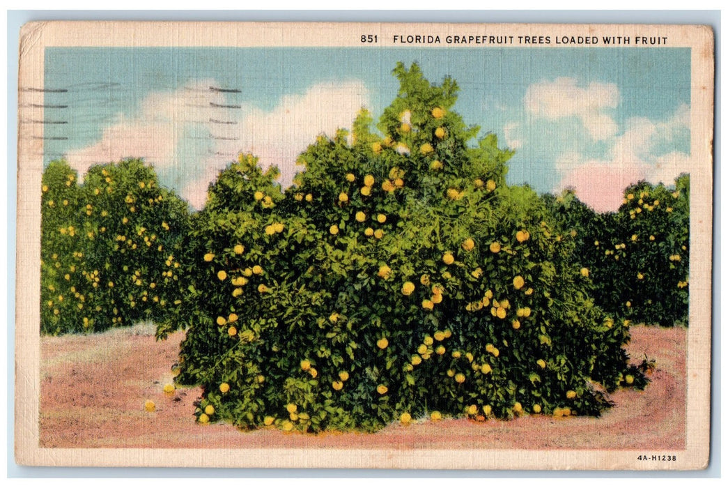 1930 Florida Grapefruit Trees Loaded With Fruit Scene Fort Laudered FL Postcard