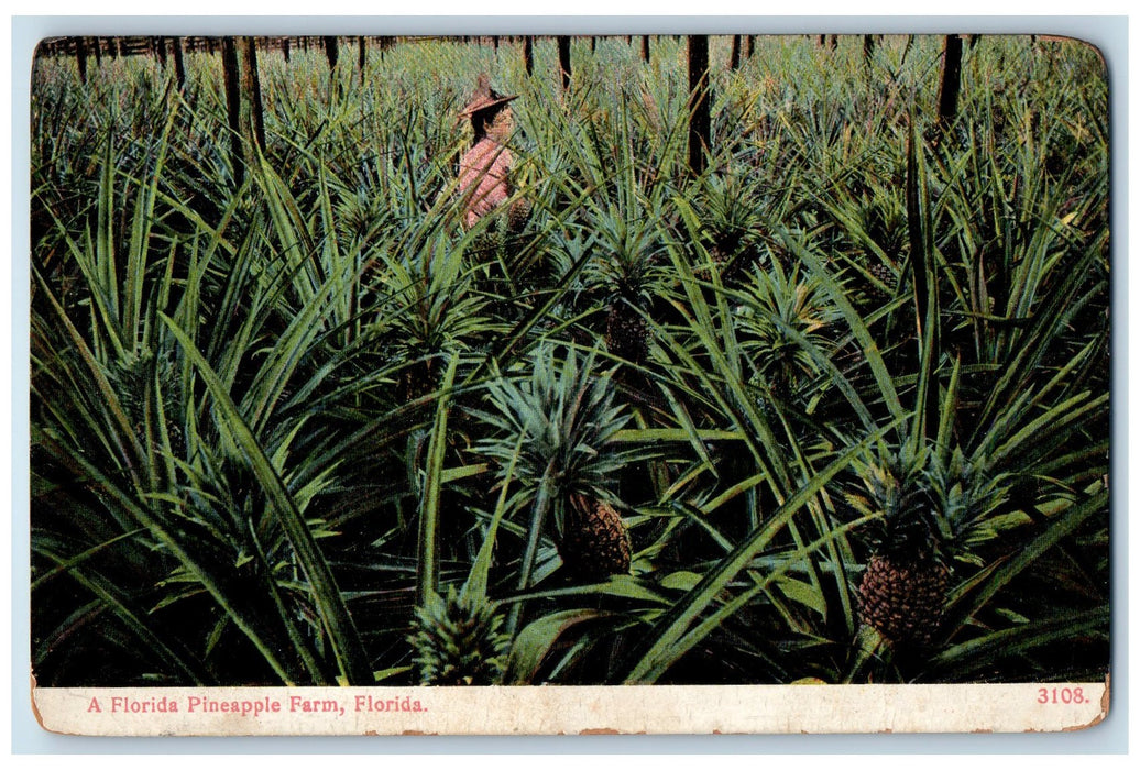 1910 A Florida Pineapple Farm Woman View Jacksonville Florida FL Posted Postcard