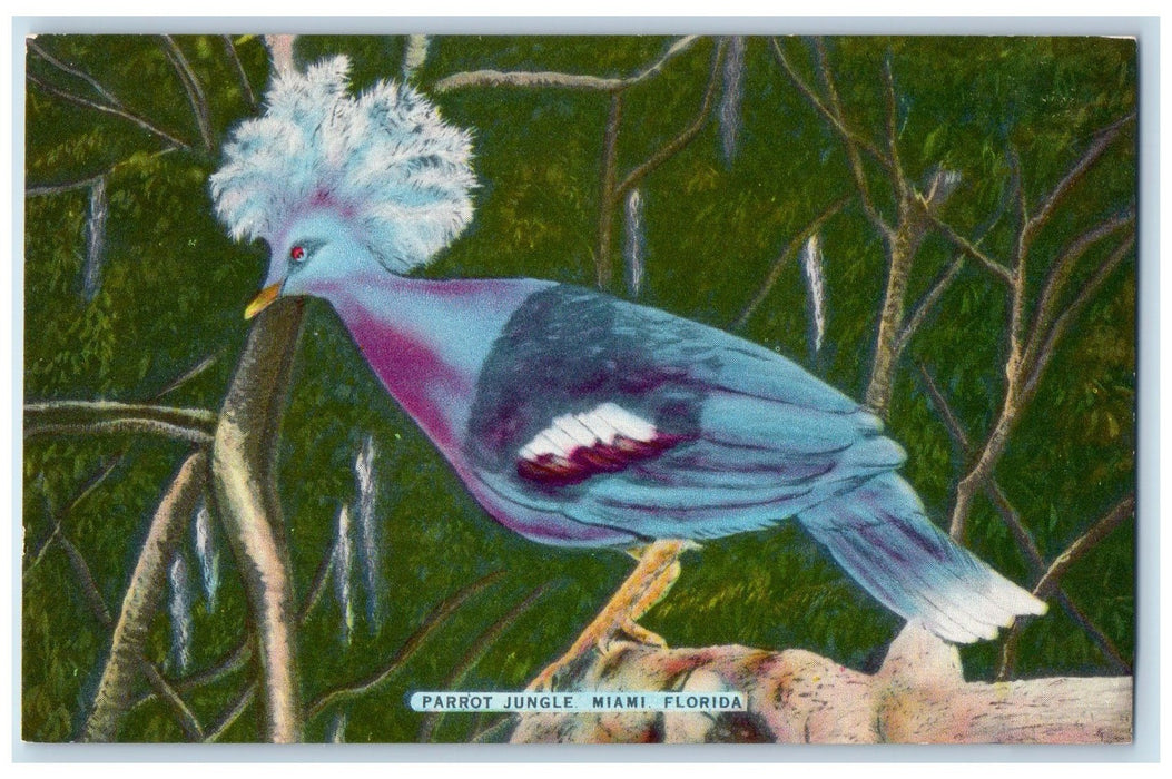 c1960s Parrot Jungle The Goura-Goura Pigeon Family Miami Florida FL Postcard