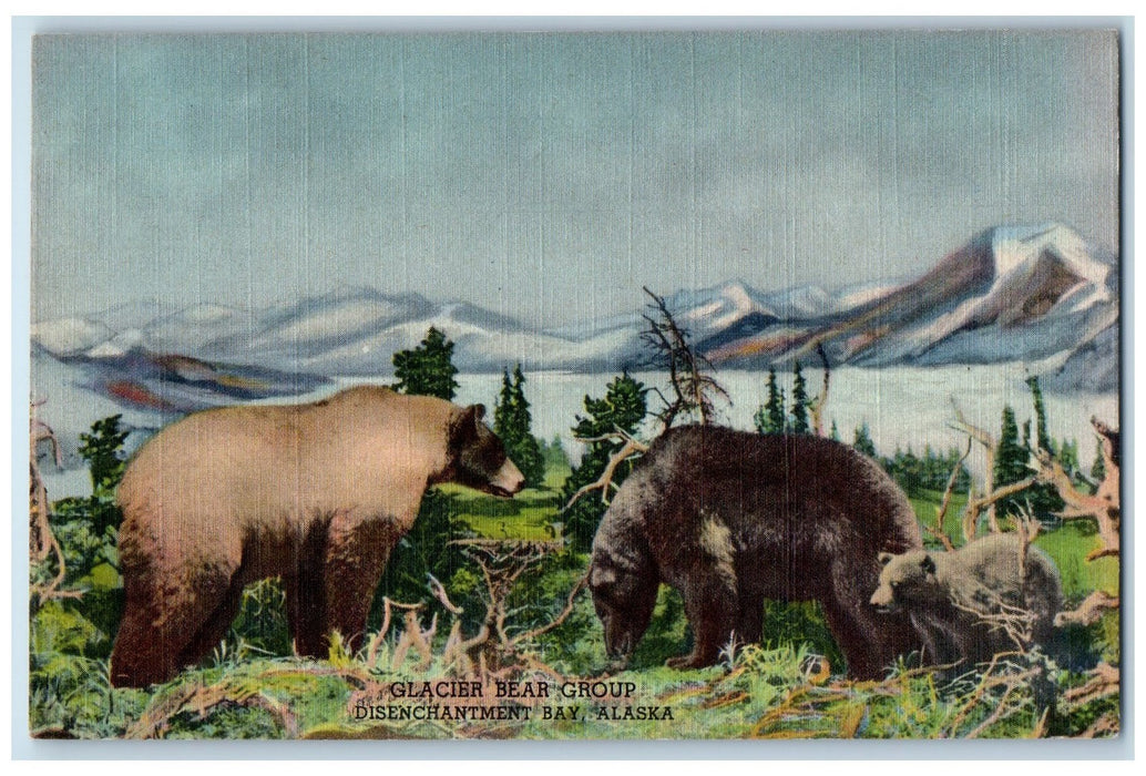 c1940's Glacier Bear Group Cub Snowcapped Disenchantment Bay Alaska AL Postcard