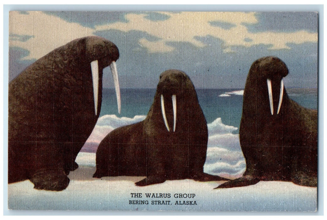 c1940's The Walrus Group Large Mammals Pinniped Bering Strait Alaska AL Postcard