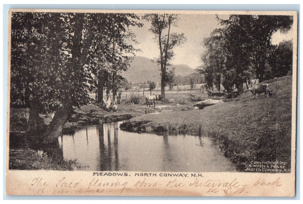 c1905s Meadows North Trees Scene Conway New Hampshire NH Unposted Cows Postcard