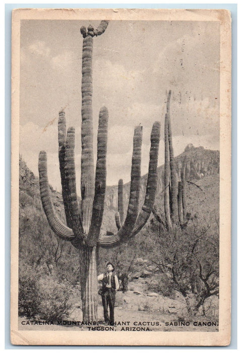 1923 Giant Cactus Catalina Mountains Sabino Canon Tucson Arizona AZ Postcard
