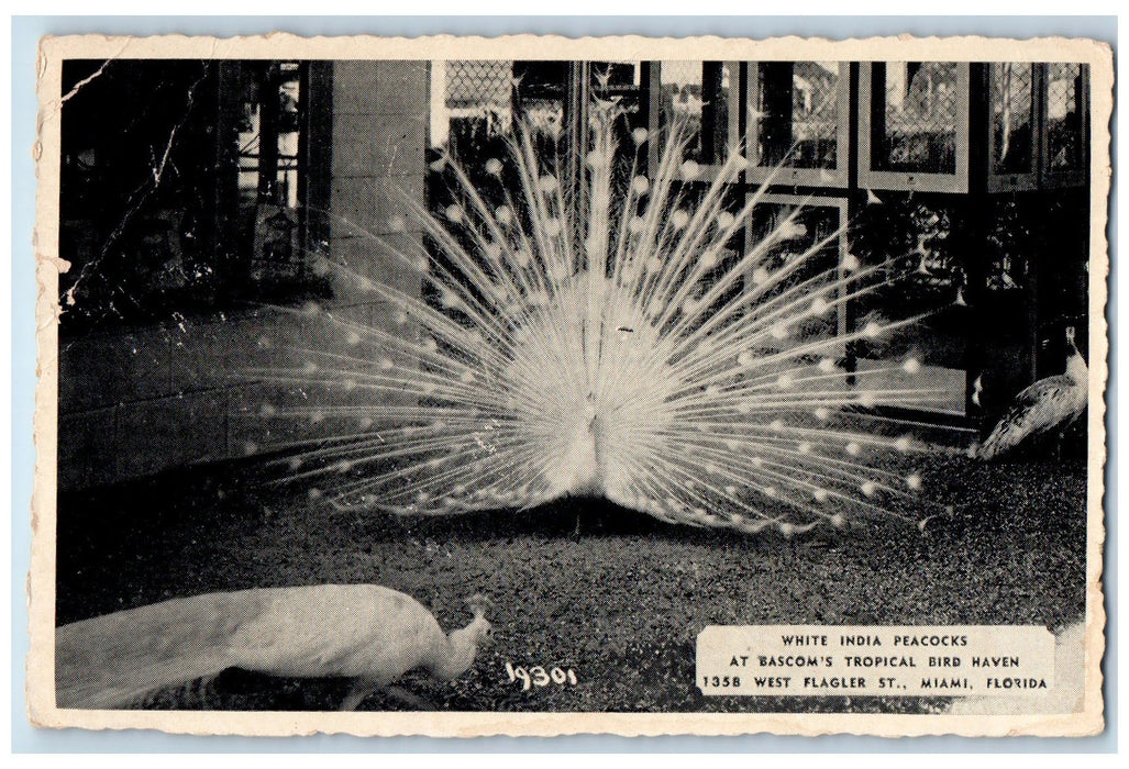 c1940's White India Peacocks View Bascom's Tropical Bird Haven Miami FL Postcard
