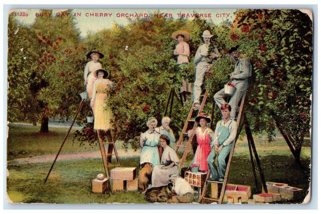 1914 Busy Day In Cherry Orchard Near Traverse City Michigan MI Posted Postcard