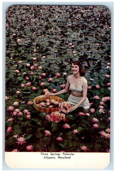 c1960s Three Springs Fisheries Woman Lilypons Maryland MD Goldfish Ad Postcard