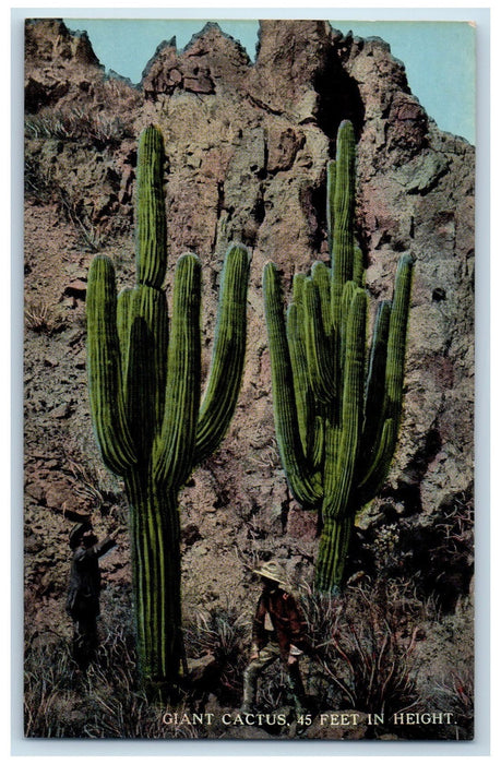 c1920s Giant Cactus 45 Feet In Height Scene Arizona AZ Unposted Vintage Postcard