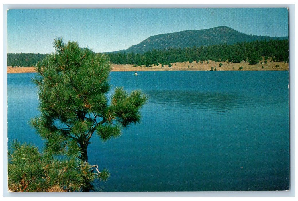 c1960s Luna Lake And North Of Silver City New Mexico NM Unposted Trees Postcard