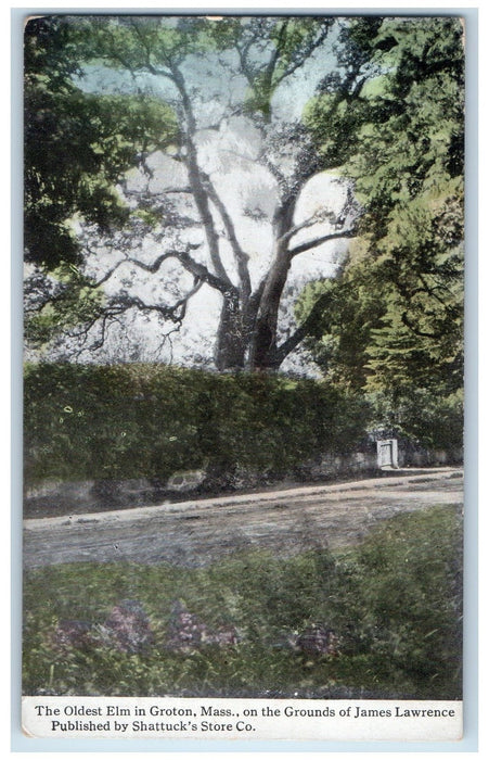 c1920 The Oldest Elm Grounds Of James Lawrence Groton Massachusetts MA Postcard