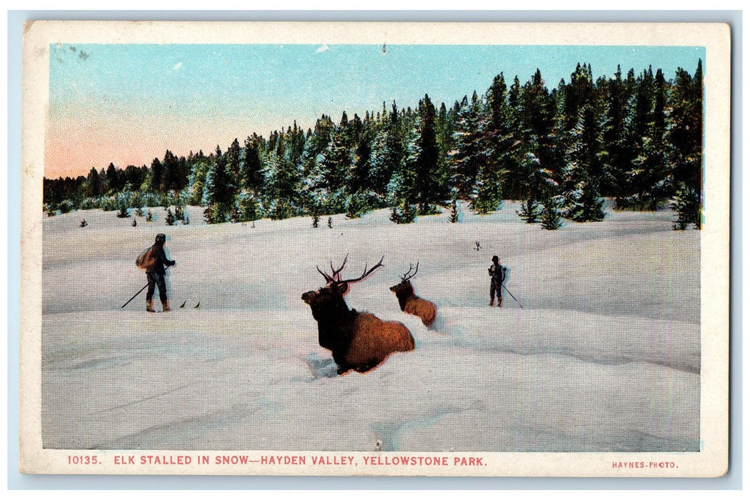 c1920s Elk Stalled In Snow Hayden Valley Yellowstone Park Wyoming WY Postcard